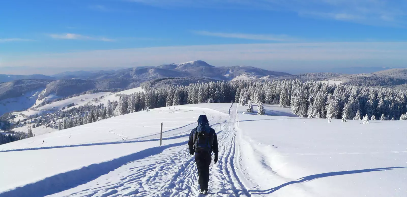 Schwarzer Wald in Weiß