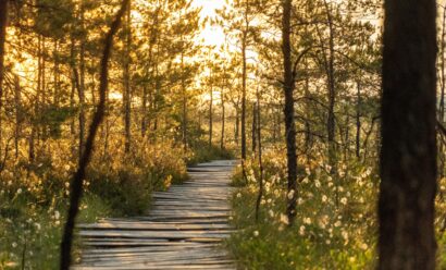 Estland – Kleines Land, große Entdeckung