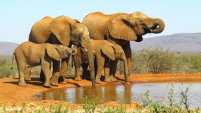 Elefanten im Addo Elephant Nationalpark